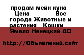 продам мейн куна › Цена ­ 15 000 - Все города Животные и растения » Кошки   . Ямало-Ненецкий АО